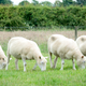 Debbie, Denise, Dianna and Daisy are the “Nottingham Dollies”—cloned and doing just fine. (Image: University of Nottingham)